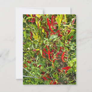Carte Postale Hot Peppers pour Hot Chile!