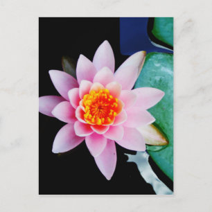 Carte Postale Hot Pink & orange lotus water lily flower