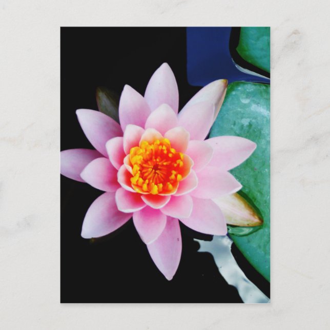 Carte Postale Hot Pink & orange lotus water lily flower (Devant)