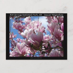 Carte Postale Hot Springs National Park AR Soucoupes Magnolias C