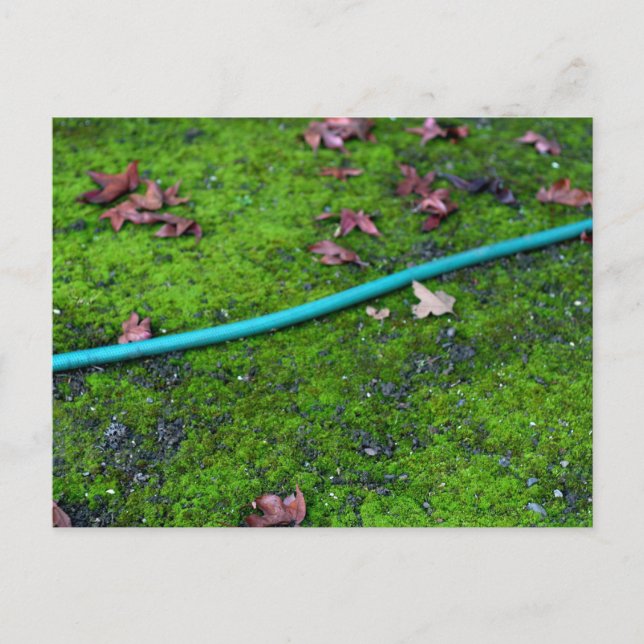 Carte Postale Hotte de serpent du jardin vert (Devant)