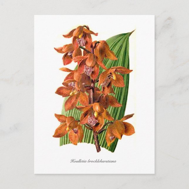 Carte Postale Houlletia brocklehurstiana (Devant)