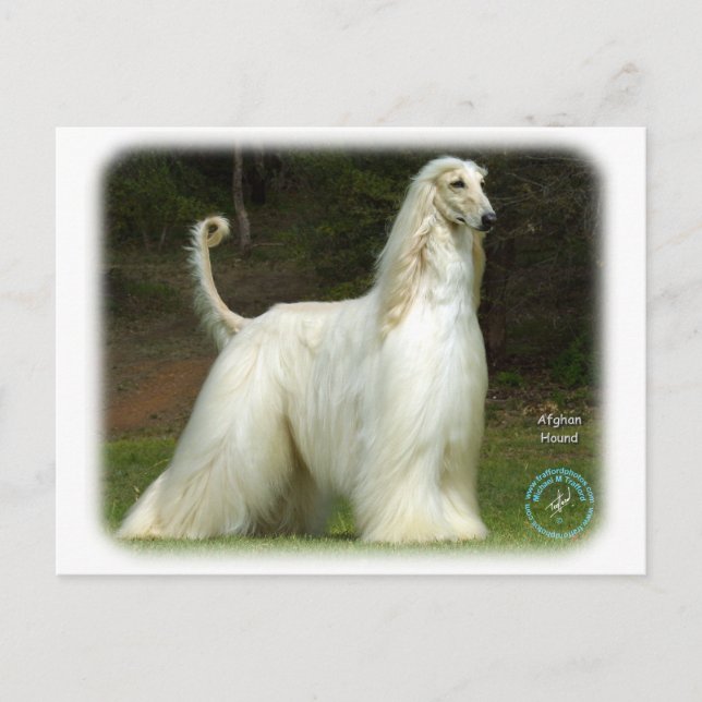Carte Postale Hound afghan 9J32D-21 (Devant)