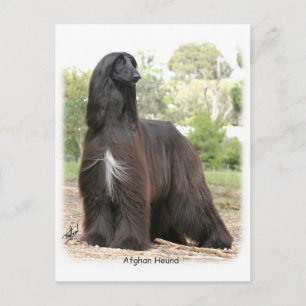 Carte Postale Hound afghan 9Y151D-112
