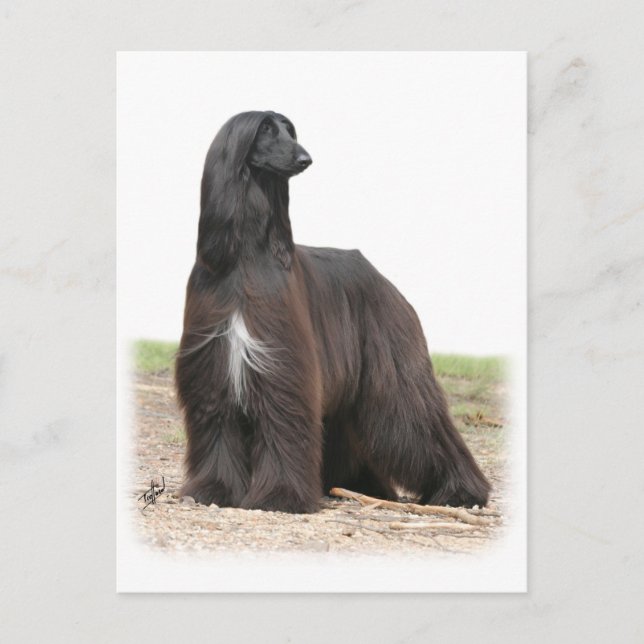 Carte Postale Hound afghan 9Y151D-113 (Devant)