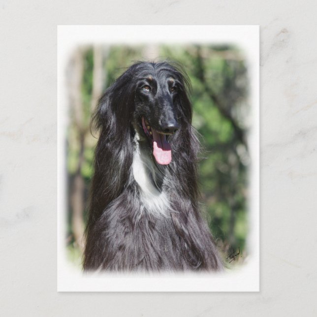 Carte Postale Hound afghan AA017D-119 (Devant)
