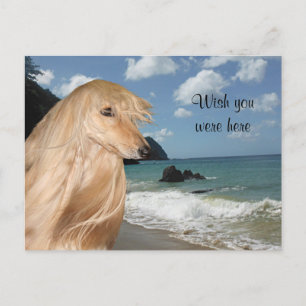 Carte Postale Hound afghan de plage