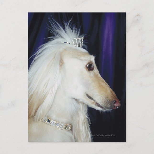 Carte Postale Hound afghan portant Tiara (Devant)