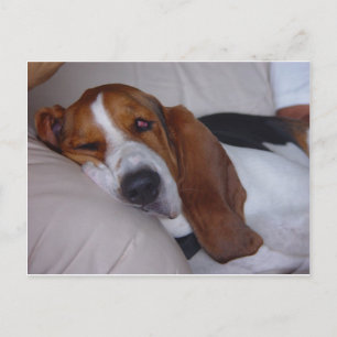 Carte Postale Hound Sleepy Basset