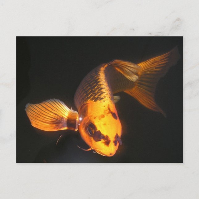 Carte Postale Hover Le Grand KOI (Devant)
