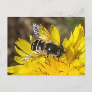 Carte postale Hoverfly