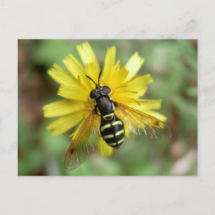 Carte postale Hoverfly - Chrysotoxum festivum