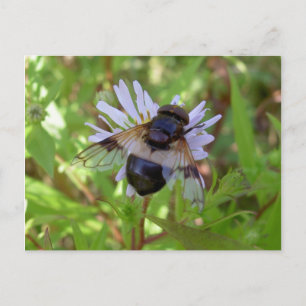 Carte Postale Hoverfly - Volucella pellucens