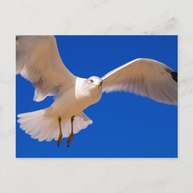 Carte Postale Hovering (Devant)