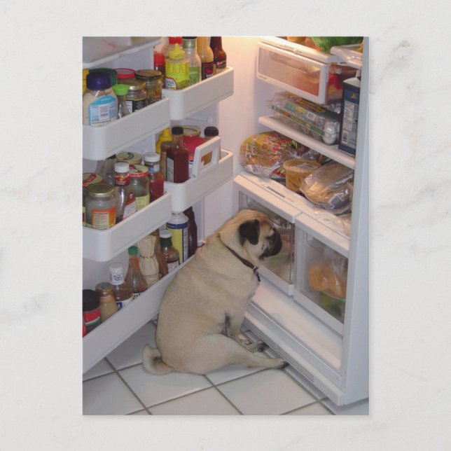 Carte Postale Howie Pee Pugpants (Devant)