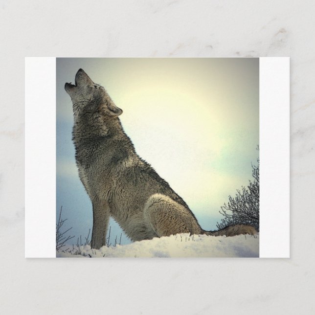 Carte Postale Howling Wolf (Devant)