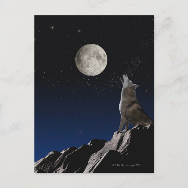 Carte Postale Howling Wolf (Devant)