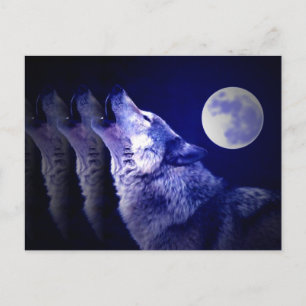 Carte Postale Howling Wolf