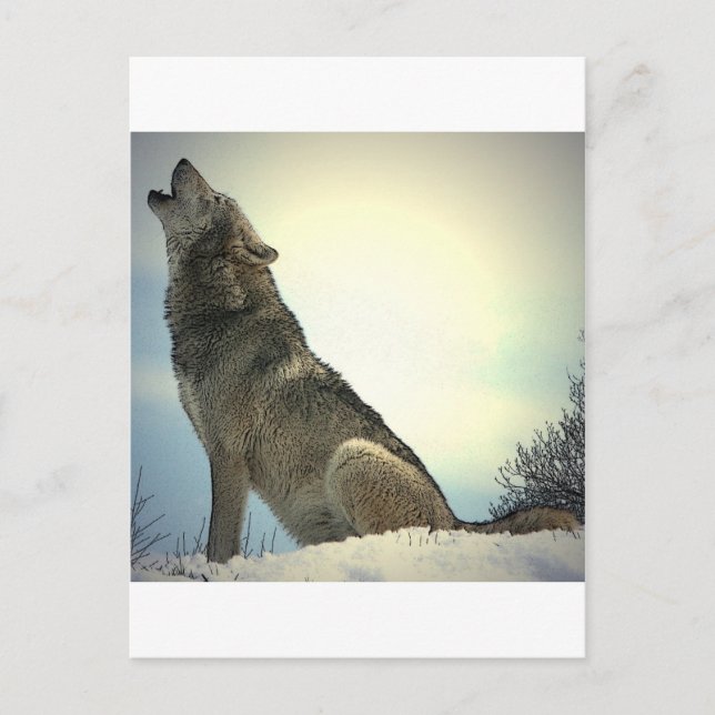 Carte Postale Howling Wolf (Devant)