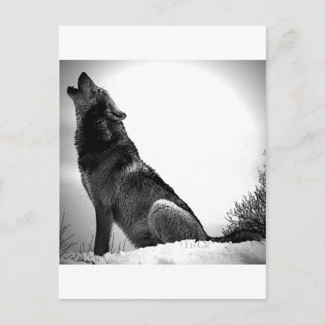 Carte Postale Howling Wolf in Snow (Devant)