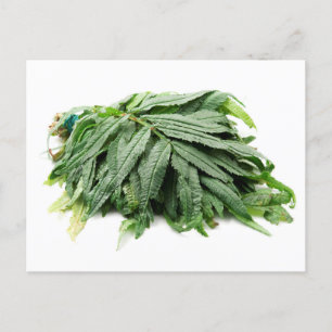 Carte Postale Huacatay