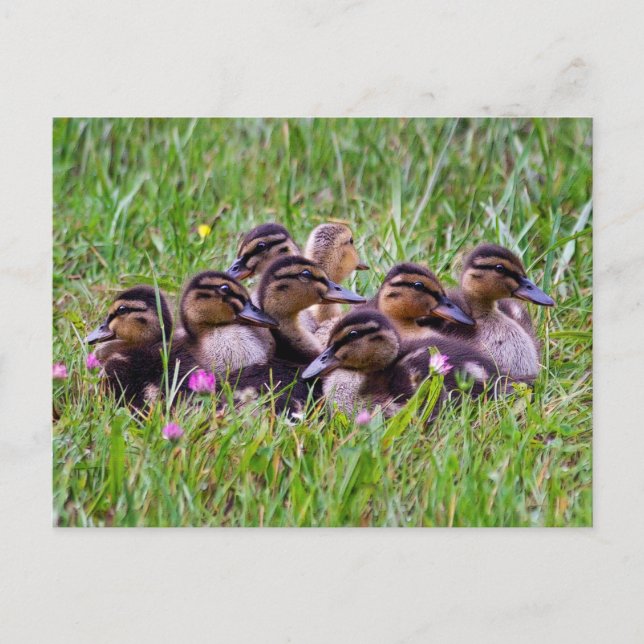 Carte postale Huddle (Devant)