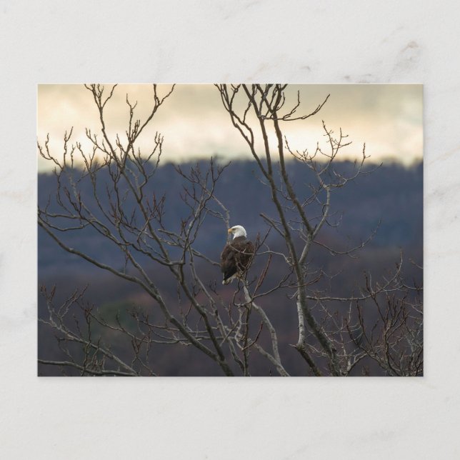 Carte Postale Hudson Valley Eagle (Devant)