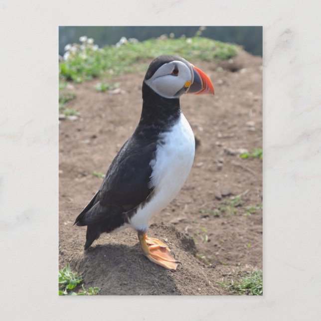 Carte Postale 'Huffin' Puffin de Mike Paget (Devant)