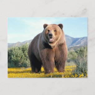Carte Postale Huge Brown Bear