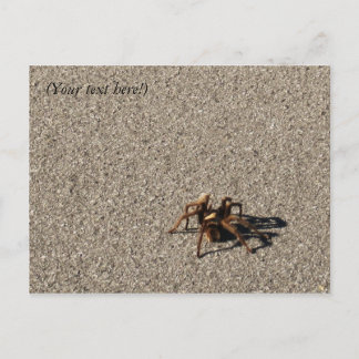 Carte Postale HuGe sPiDeR II