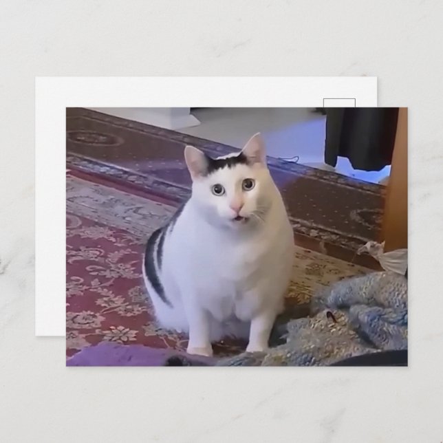 Carte postale Huh Cat Meme (Devant / Derrière)