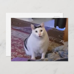 Carte Postale Huh Cat Meme