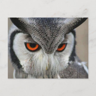 Carte Postale huilen