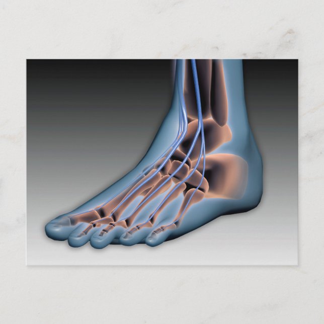 Carte Postale Human Foot With Nervous System 1 (Devant)