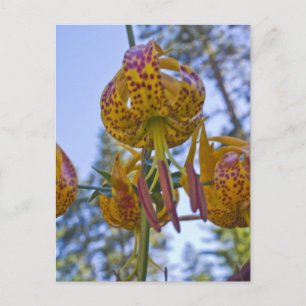 Carte Postale Humboldt Lily