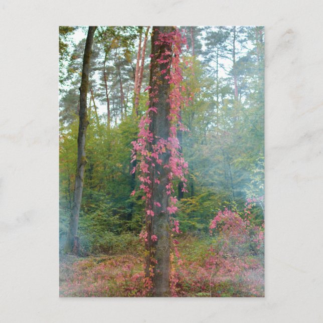 Carte Postale Humeur forestière - impression sur toile (Devant)