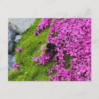 Carte Postale Hummel