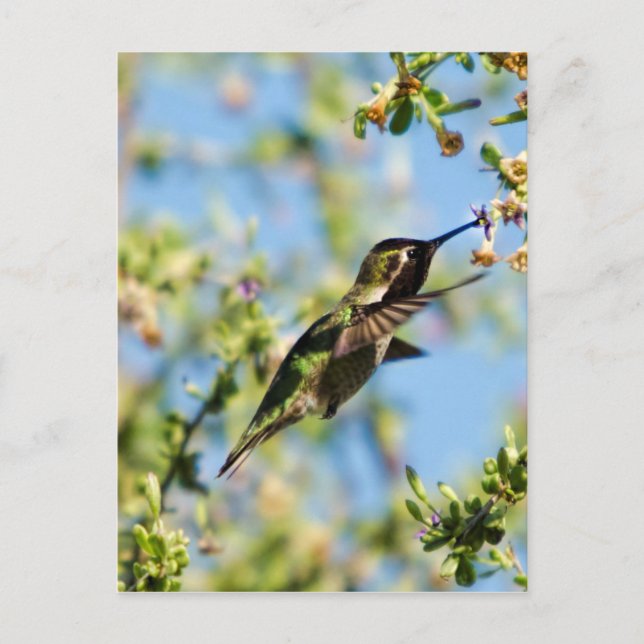Carte Postale Humming Bird (Devant)