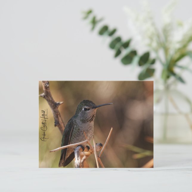 Carte Postale Hummingbird (Debout devant)