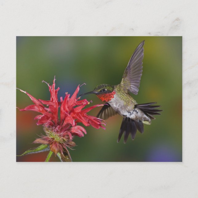 Carte Postale Hummingbird à gorge rubis mâle se nourrit de (Devant)