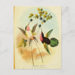 Carte Postale Hummingbird, Bird Illustration, Bird Art, Vintage