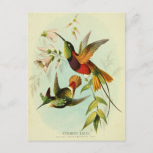Carte Postale Hummingbird, Bird Illustration, Bird Art, Vintage
