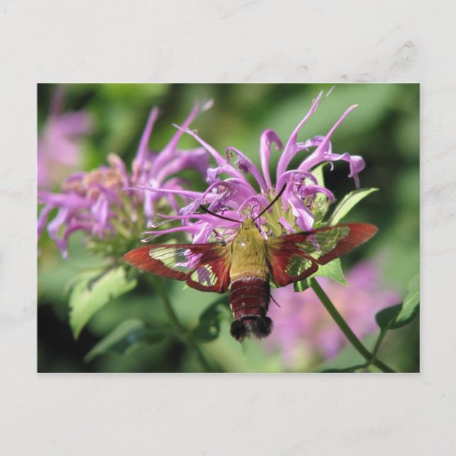 Carte postale Hummingbird Moth (Devant)