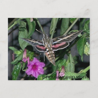 CARTE POSTALE HUMMINGBIRD MOTH