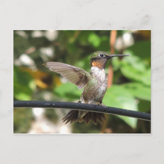 Carte Postale Hummingbird Postcard (Devant)