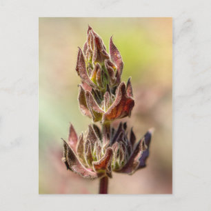 Carte Postale Hummingbird Sage