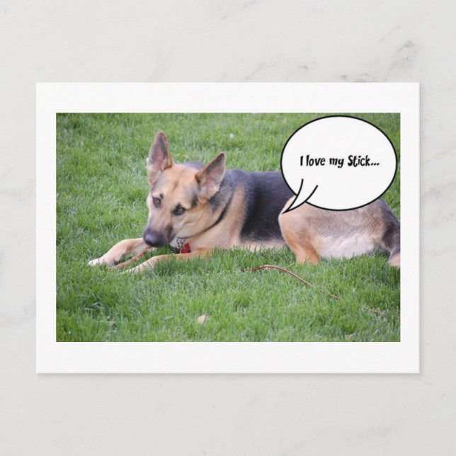 Carte Postale Humour berger allemand (Devant)