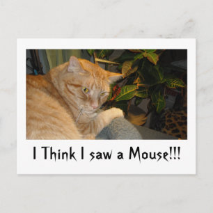 Carte Postale Humour Chat et souris