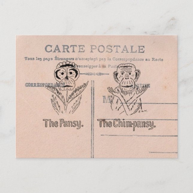 Carte Postale Humour Pansy et Chimp (Devant)