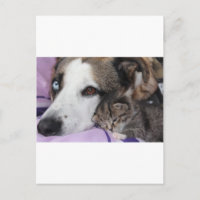 Hund, Katze, Freundschaft